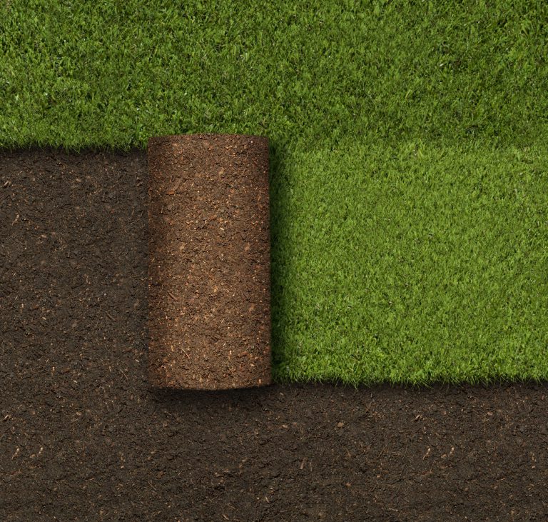 Freshly rolled sod on soil surface.